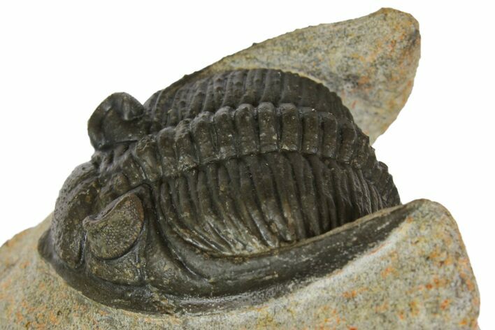 Zlichovaspis Trilobite - Morocco #137283